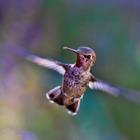 Responder colibríes
