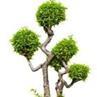 Megoldás bonsai