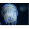 Respuesta medusa