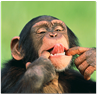 Respuesta chimpance