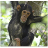 Respuesta chimpance