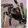 Respuesta tarantula