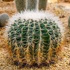 Risposta Cactus