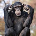 Antwoord Chimpansee