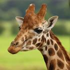 Répondre Girafe