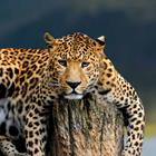 Risposta Leopardo