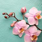 Risposta Orchidea