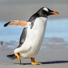 Risposta Pinguino