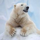 Risposta Orso polare