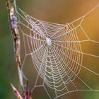 Antwoord Spinnenweb