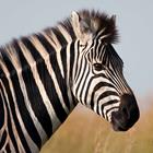 Risposta Zebra