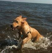Отговор собака, поводок, плавать