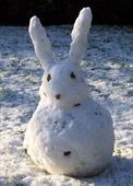 Отговор зима,снег,кролик