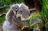 Risposta koala, madre, eucalipto