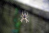 Answer spiderweb, venomous, arachnid