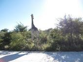 Answer giraffe, shadow, vegetation