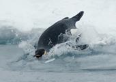 Risposta Pinguino,immersione,glaciale