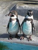 Antworten Tiergarten, Pinguine, Pärchen