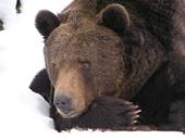 Répondre ours brun, neige, patte