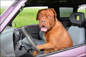 Répondre conducteur,chien,volant