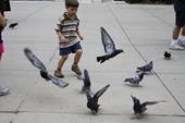Antwoord duiven, verjagen, wegvliegen