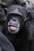 Risposta nero, scimpanzé, lingua