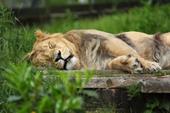 Risposta zampa, leone, assonnato