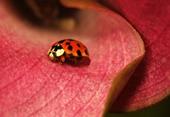 Answer lady bug, bloom, dotted