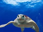 Válasz óceán, teknősbéka, buborékok