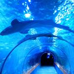 Answer shark,tunnel