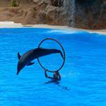 Answer dolphin,hoop