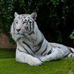 Risposta bianco,tigre