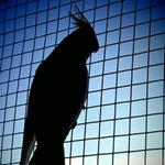 Risposta pappagallo,silhouette