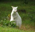 Answer albino,Kangaroo