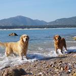 Resposta cães,praia