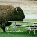 Answer bison,table