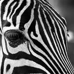 Answer zebra,stripes