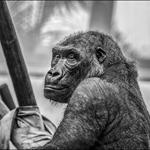 Resposta gorila,Primatas