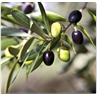 Respuesta oliva