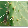 Respuesta cactus