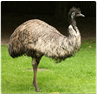 Respuesta emu