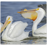 Respuesta pelicano