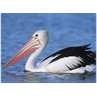 Respuesta pelicano