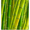 Respuesta bambu
