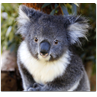 Respuesta koala