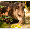 Respuesta tapir