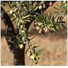 Respuesta olivo
