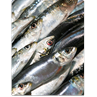 Respuesta sardina