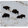 Respuesta bisonte