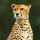 Answer Cheetah